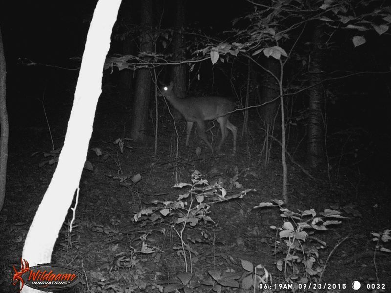 Trail Camera Placement Pre Rut Archery Talk Forum 2742